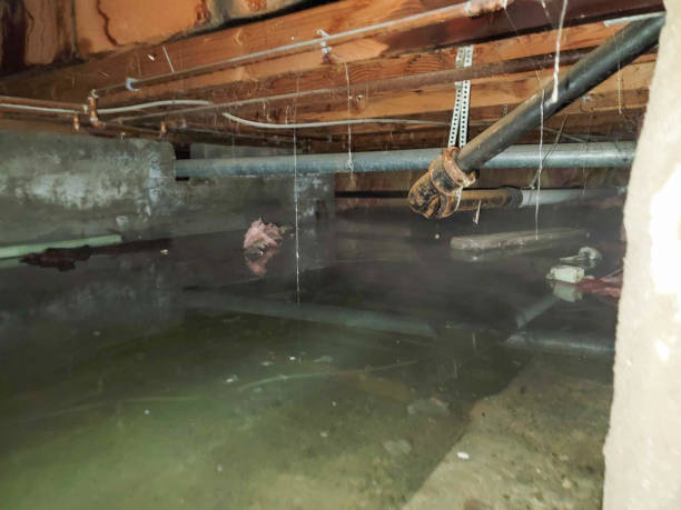 Best Water damage restoration specialists  in Level Green, PA